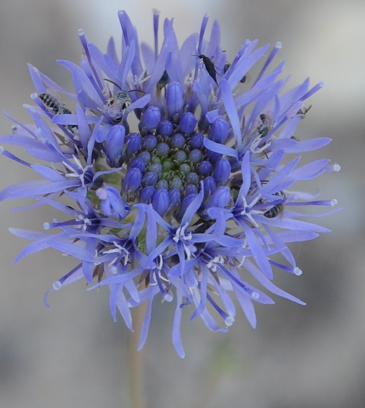 Image of Jasione heldreichii specimen.