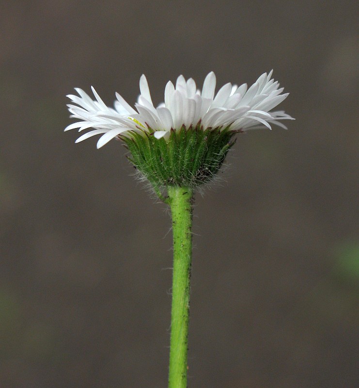 Image of Erigeron compositus specimen.