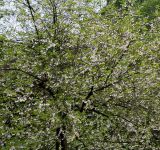 Halesia carolina. Крона цветущего растения. Германия, г. Krefeld, Ботанический сад. 11.05.2013.