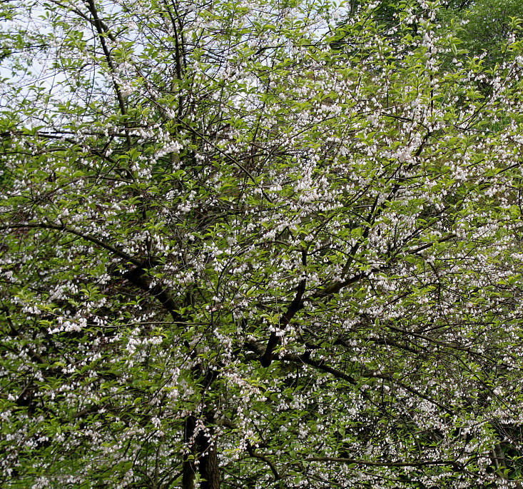 Image of Halesia carolina specimen.