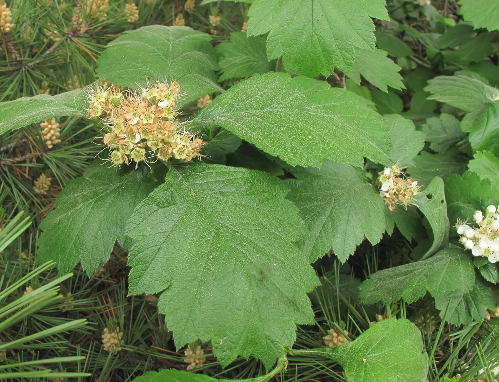 Image of genus Crataegus specimen.