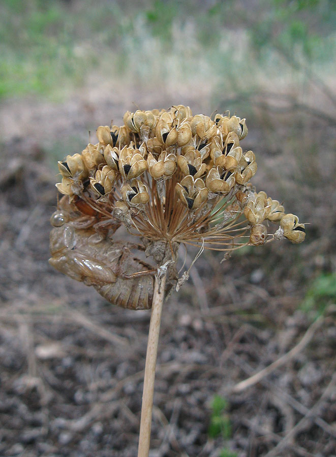 Изображение особи Allium quercetorum.