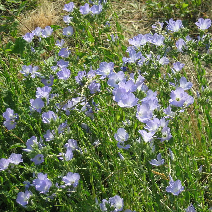 Изображение особи Linum lanuginosum.