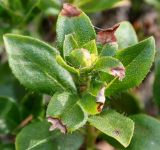 Rhododendron hirsutum. Верхушка побега. Германия, г. Krefeld, Ботанический сад. 06.08.2013.