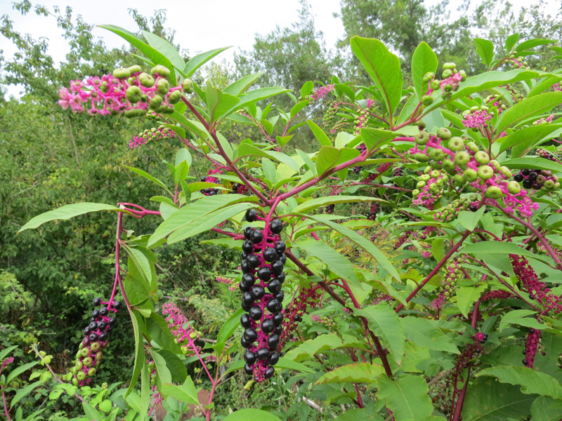 Изображение особи Phytolacca americana.