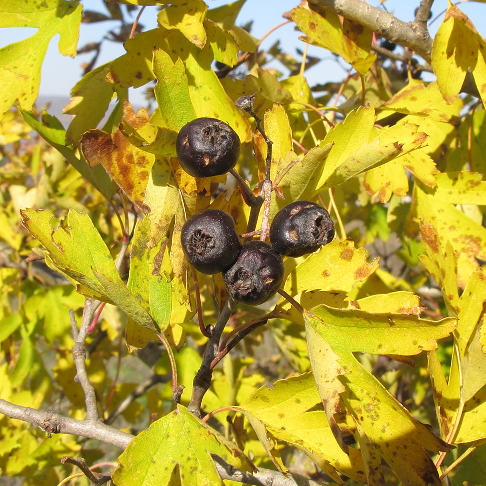 Image of Crataegus atrofusca specimen.