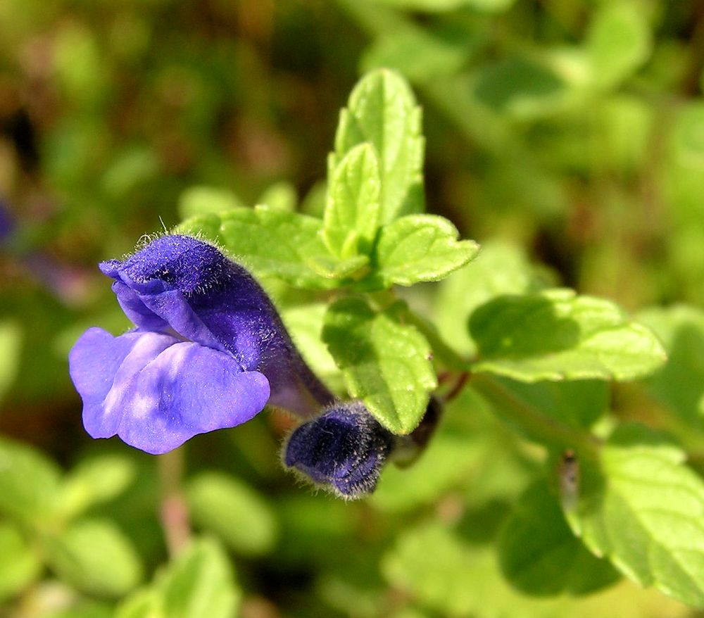 Image of Scutellaria strigillosa specimen.