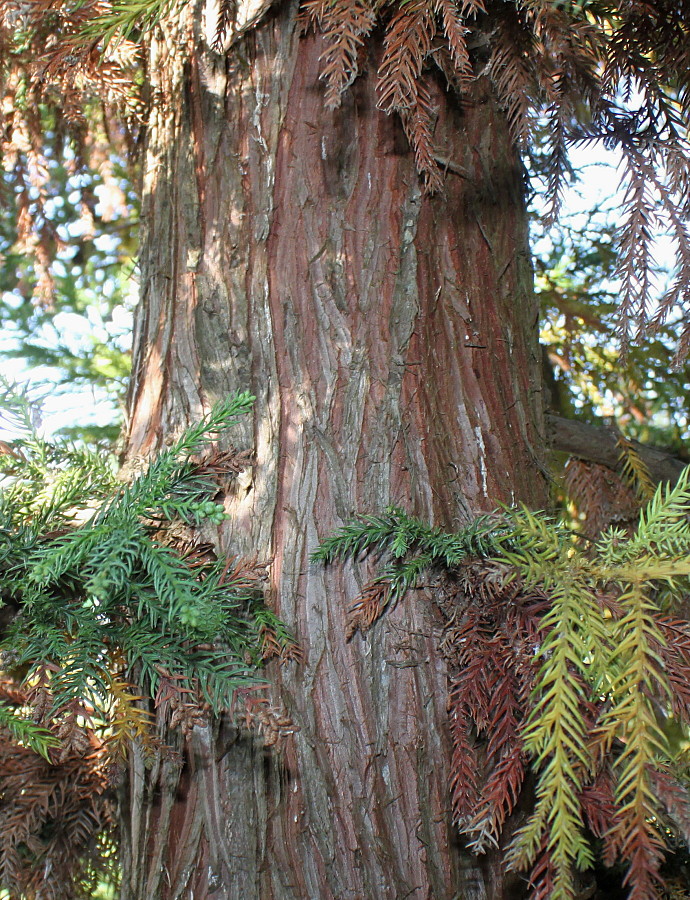 Image of Cryptomeria japonica specimen.