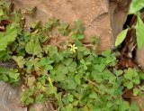 Oxalis corniculata. Цветущее растение. Сокотра, плато Моми, окр. пещеры Хок. 02.01.2014.