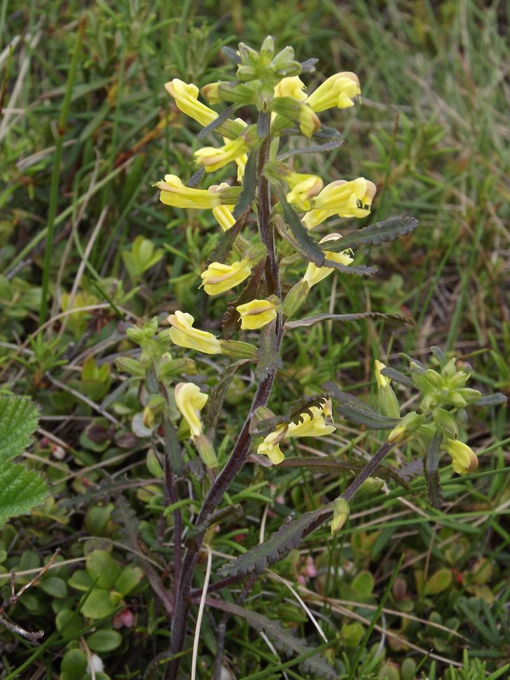 Image of Pedicularis labradorica specimen.