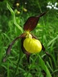 Cypripedium calceolus. Цветок. Украина, Львовская обл., у края кустарниковых зарослей на выходах известняков. 1 июня 2009 г.