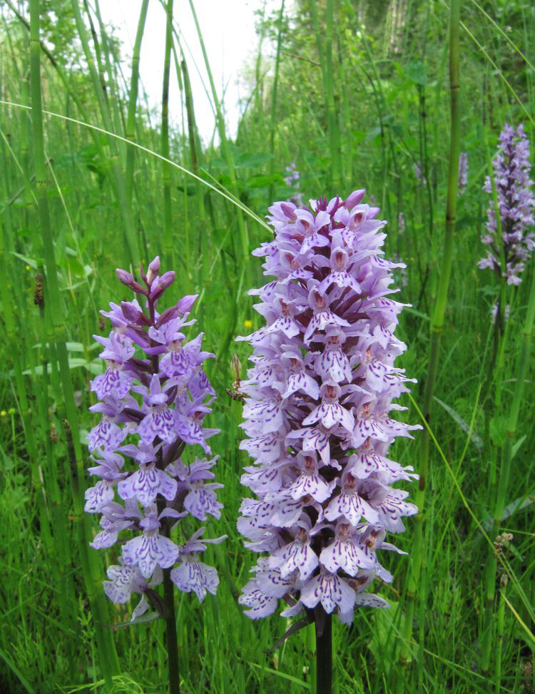 Image of Dactylorhiza fuchsii specimen.