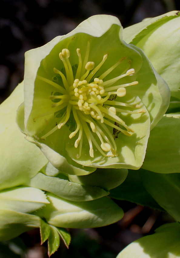 Image of Helleborus argutifolius specimen.