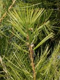 Pinus bungeana. Побег. Германия, г. Дюссельдорф, Ботанический сад университета. 10.03.2014.