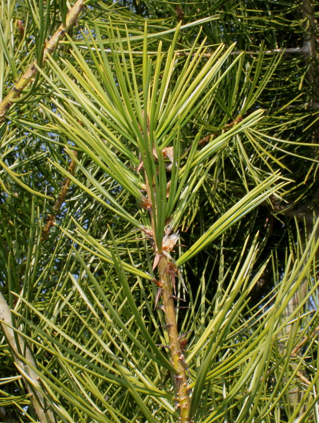 Image of Pinus bungeana specimen.