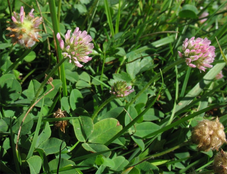 Image of Trifolium fragiferum specimen.