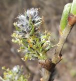 Salix gmelinii