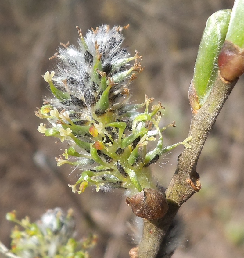 Image of Salix gmelinii specimen.