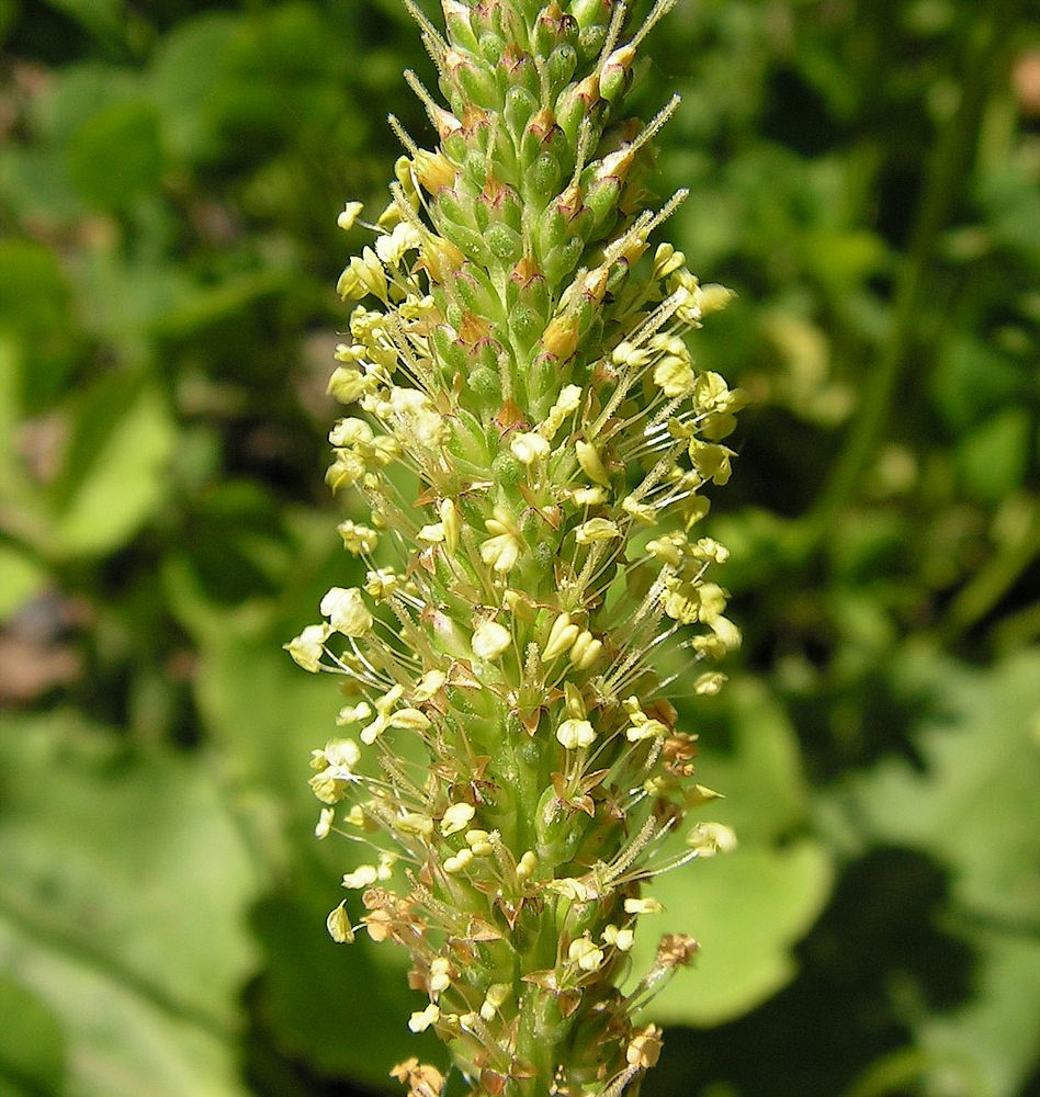 Изображение особи Plantago major.