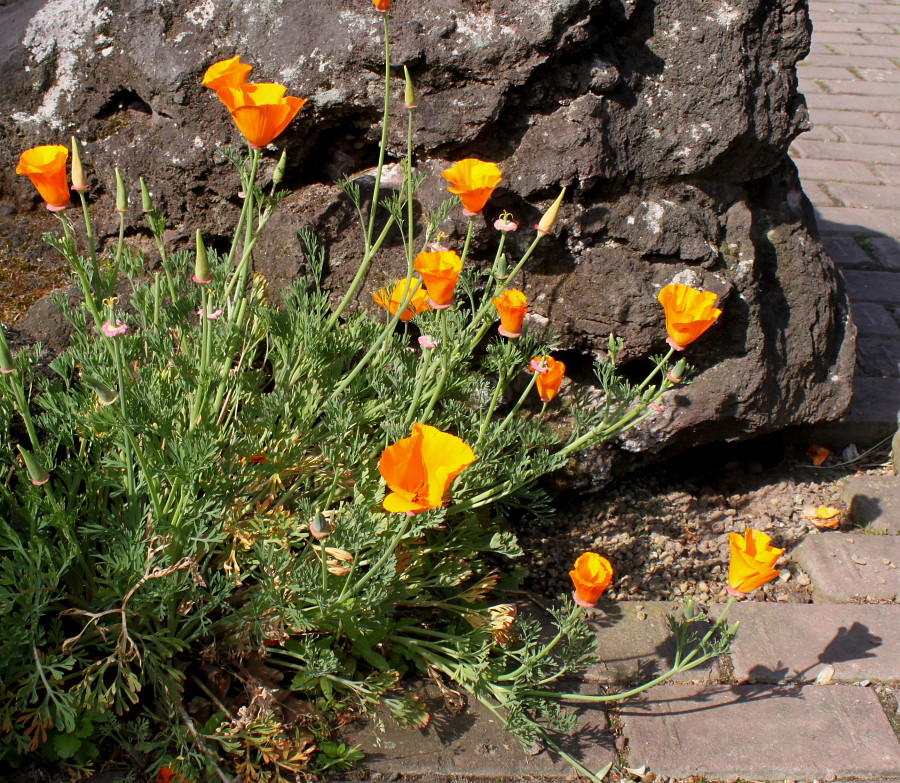 Image of Eschscholzia californica specimen.