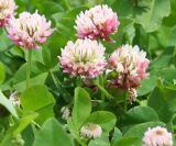 Trifolium hybridum