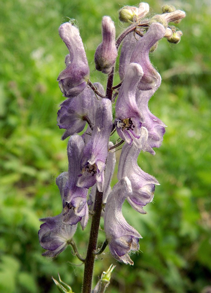 Изображение особи Aconitum septentrionale.