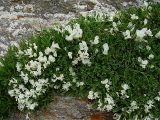 Astragalus levieri