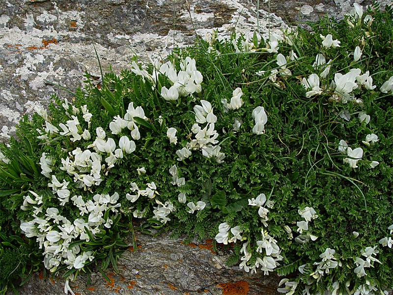 Изображение особи Astragalus levieri.