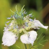 Nigella arvensis