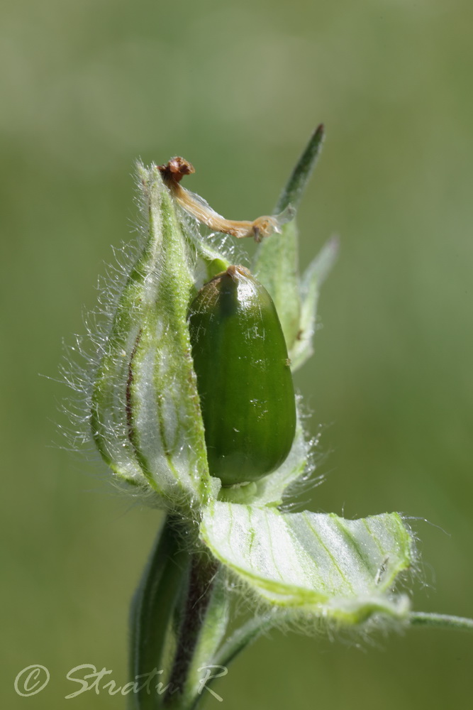 Image of Melandrium album specimen.