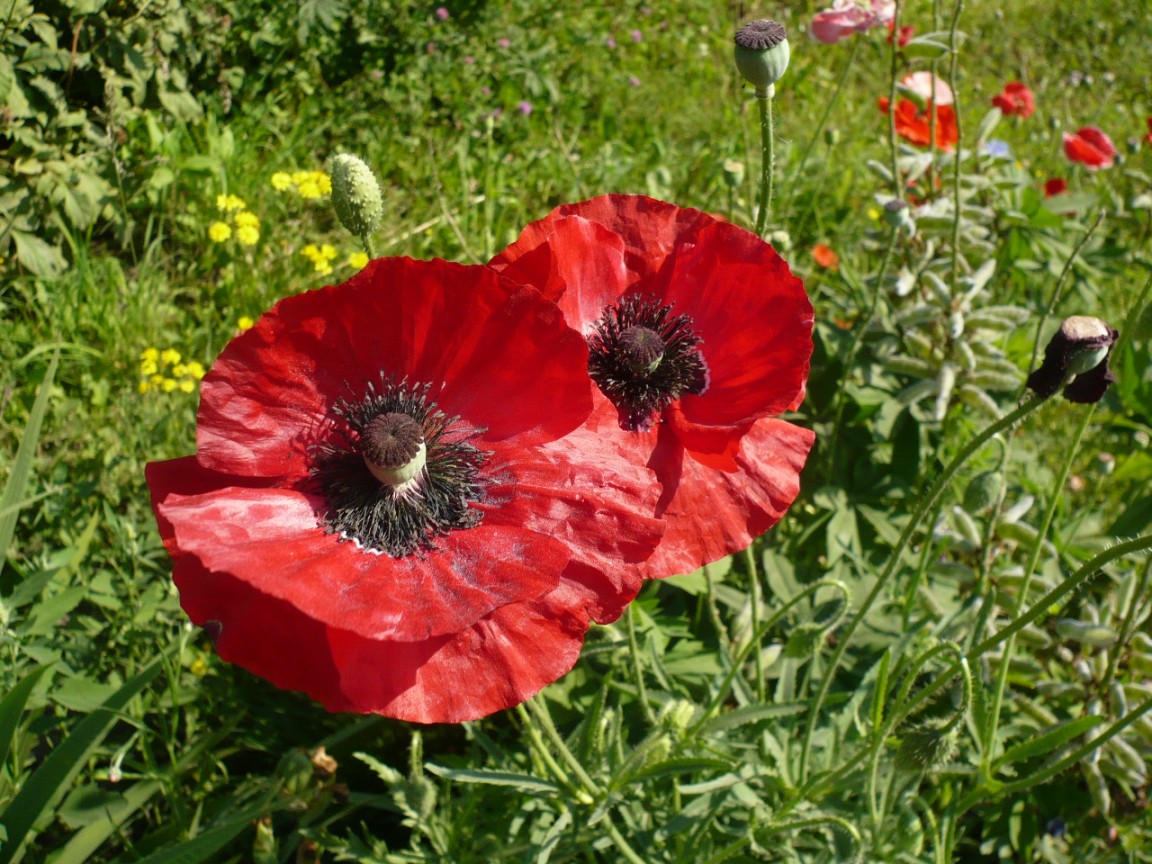 Изображение особи Papaver setiferum.