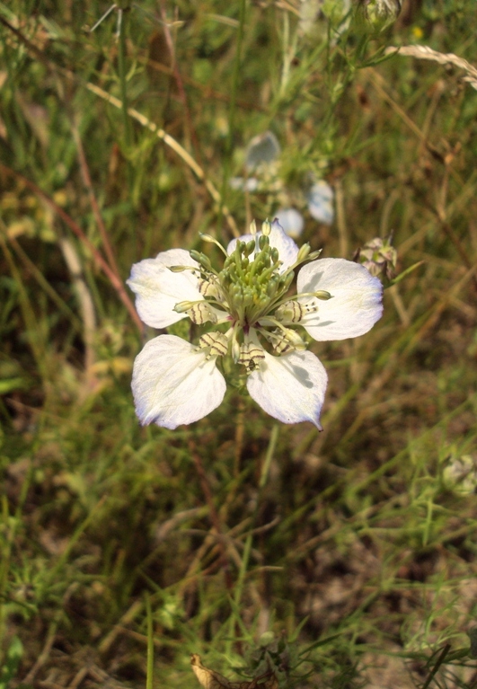 Image of Nigella arvensis specimen.