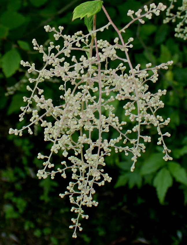 Image of Xanthorhiza simplicissima specimen.