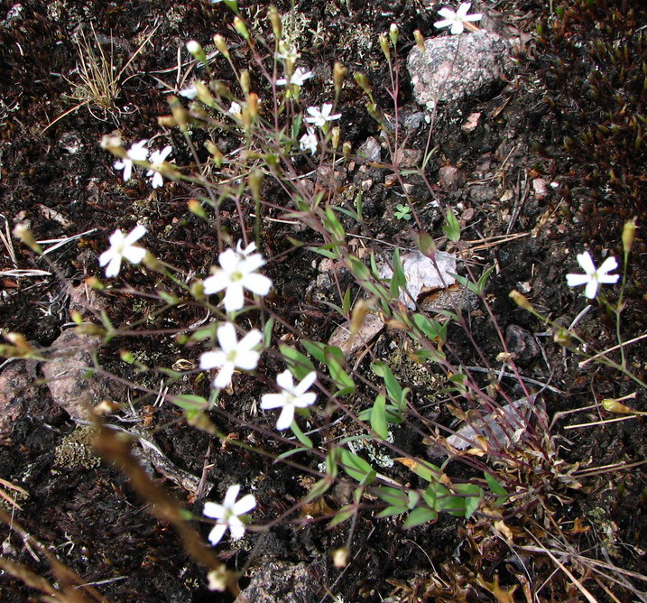 Image of Silene rupestris specimen.