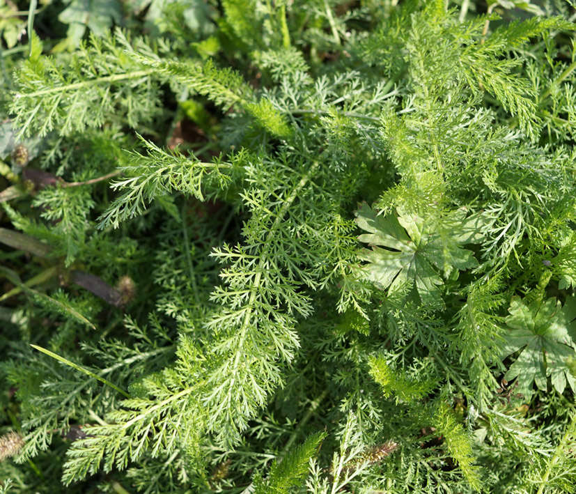 Изображение особи Achillea millefolium.