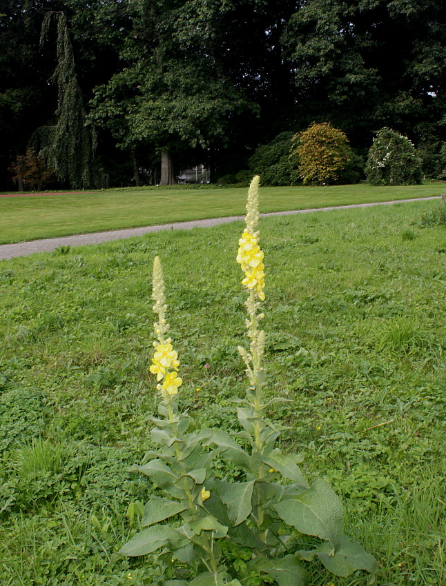 Image of genus Verbascum specimen.