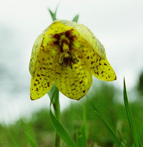 Image of Fritillaria ophioglossifolia specimen.