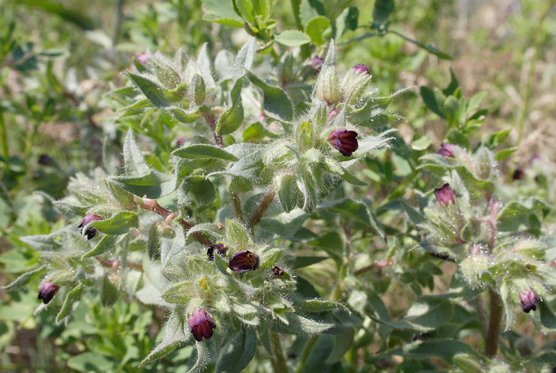 Image of Nonea rossica specimen.