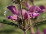 Phlomis pungens