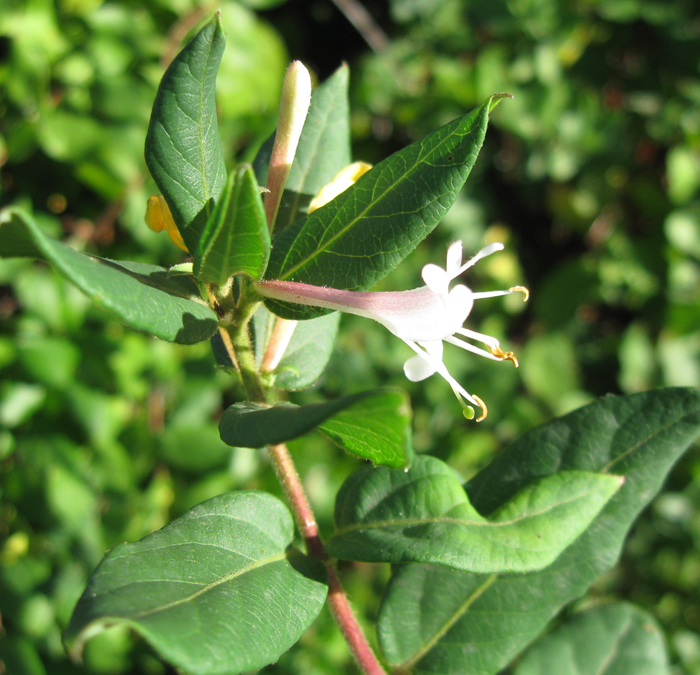 Image of Lonicera japonica specimen.