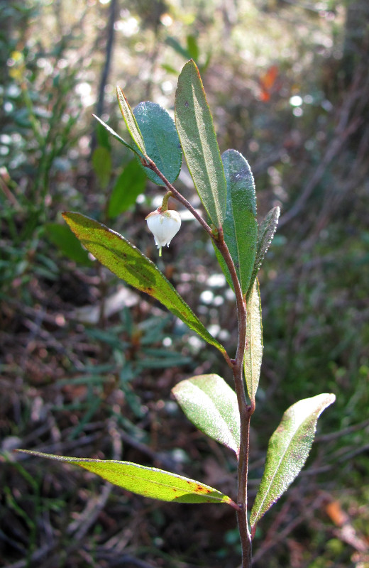 Изображение особи Chamaedaphne calyculata.