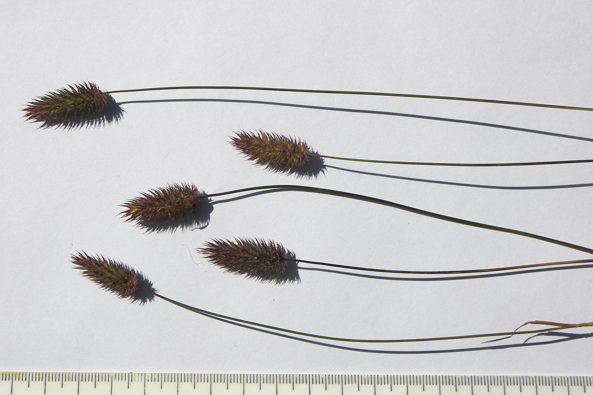 Image of Phleum alpinum specimen.