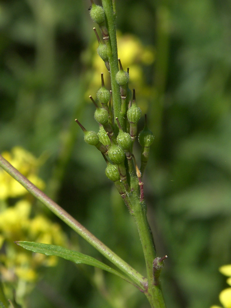 Image of Rapistrum rugosum specimen.