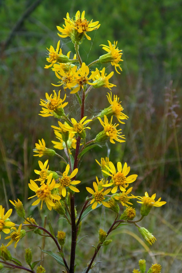 Image of Solidago virgaurea specimen.