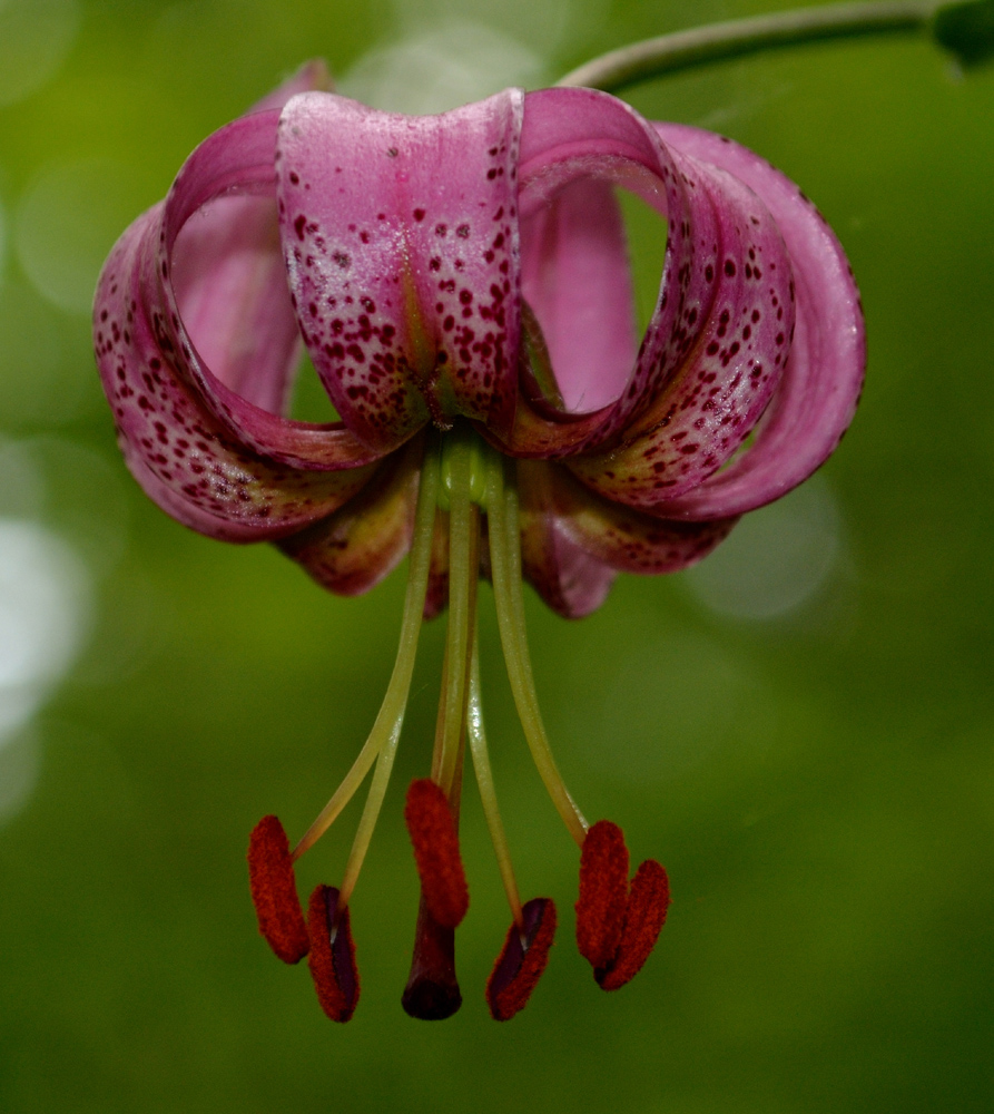 Image of Lilium pilosiusculum specimen.