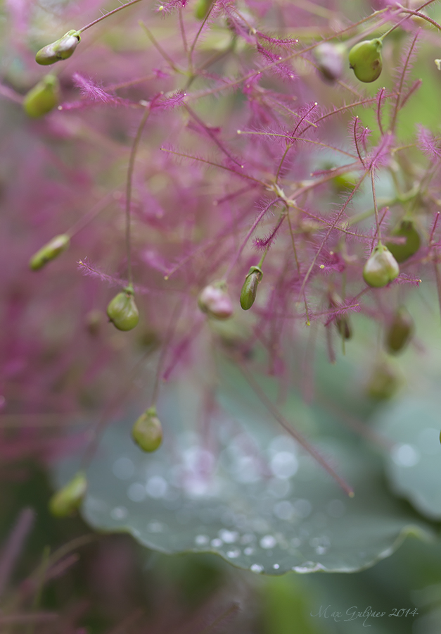 Image of Cotinus coggygria specimen.