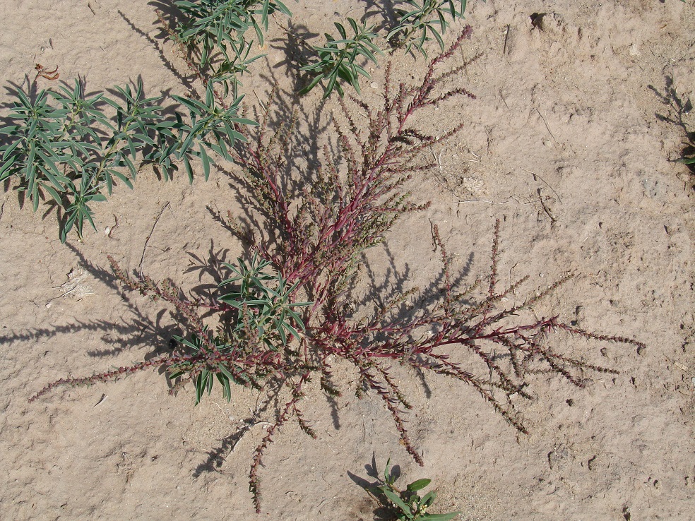 Image of genus Suaeda specimen.