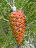 Pinus halepensis. Незрелая шишка. Испания, Кастилия-Ла-Манча, окр. г. Cuenca. Январь 2016 г.
