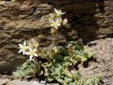 Rosularia platyphylla. Цветущее растение на скальном склоне. Кыргызстан, Нарынская обл., левый берег р. Нарын, природный парк Салкын-Тор. 12.07.2015.