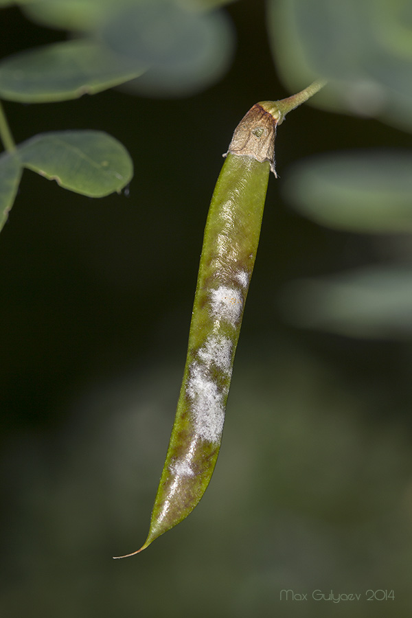 Image of Caragana arborescens specimen.